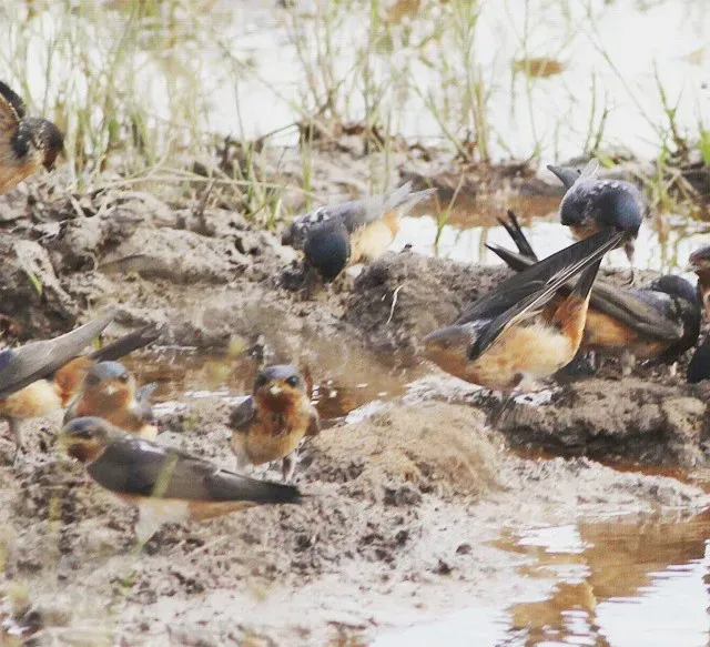 File:Petrochelidon rufigula, broeikolonie in Angola, Birding Weto, a.jpg