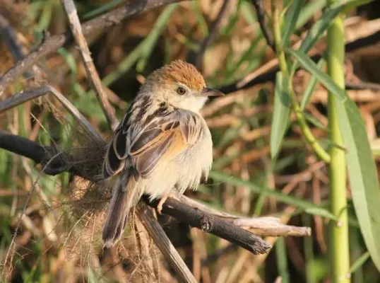 File:Cisticola galactotes subsp isodactylus, Pungwe-vloedvlakte, Birding Weto, a.jpg