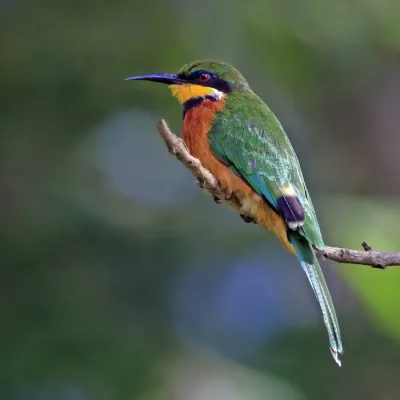 File:Cinnamon-chested bee-eater (Merops oreobates) 2.jpg