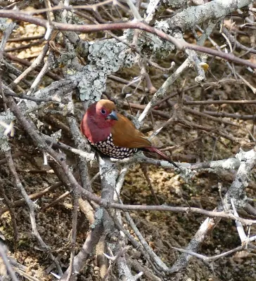 File:Pink-throated Twinspot (Hypargos margaritatus) (30415793314).jpg
