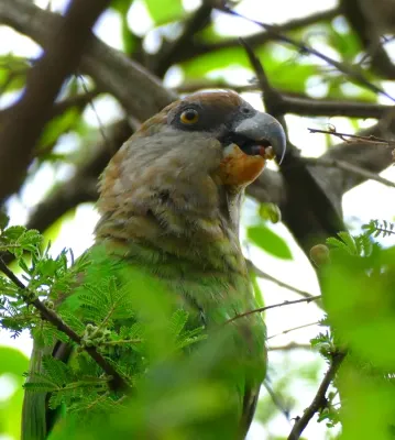 File:Brown-headed Parrot (Poicephalus cryptoxanthus) eating small fruit ... (31076271101).jpg
