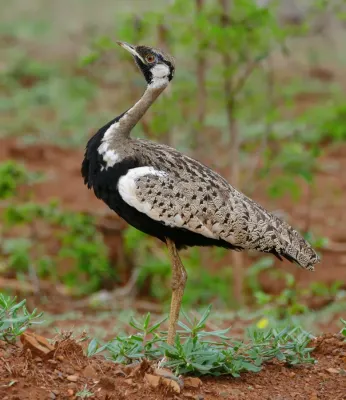 File:Black-bellied Bustard (Lissotis melanogaster) (31001858331).jpg