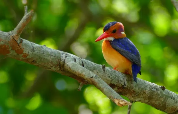 File:African Pygmy Kingfisher (Ispidina picta) (30845187251).jpg