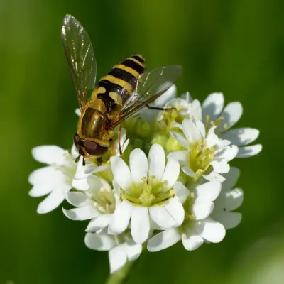 File:Berteroa incana - Syrphus ribesii - Tallinn.jpg