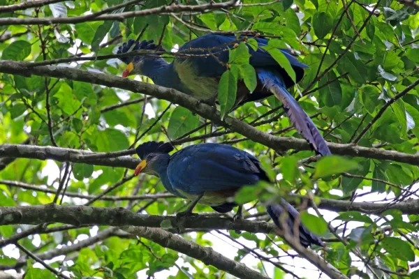 File:Great blue turaco (Corythaeola cristata).jpg