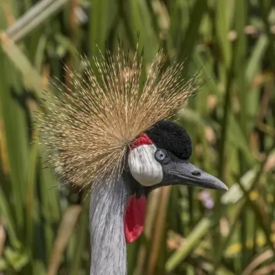 File:Grey crowned crane (Balearica regulorum gibbericeps) head.jpg
