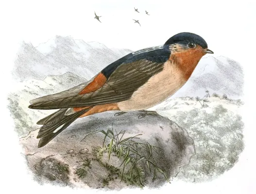 File:Petrochelidon rufigula 1894, crop.jpg