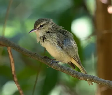 File:Vireo gracilirostris - Noronha vireo.jpg