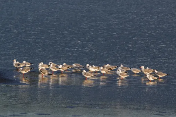 File:Grey-headed Gulls, Lake Elementeita, Kenya (Chroicocephalus cirrocephalus).jpg