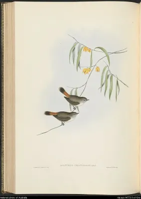 File:Acanthiza Uropygialis, Gould, Vol 3, plate 56.jpeg