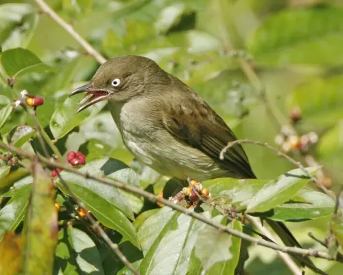 File:Pycnonotus simplex.jpg