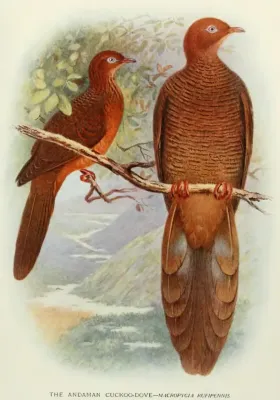 File:MacropygiaRufipennis.jpg