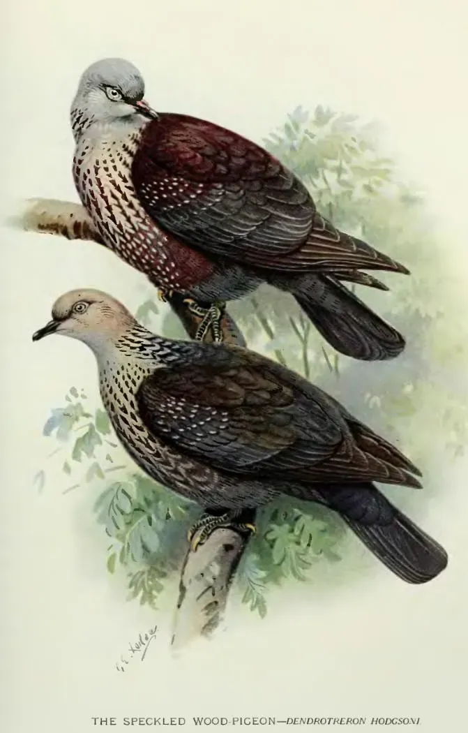 File:ColumbaHodgsonii.jpg