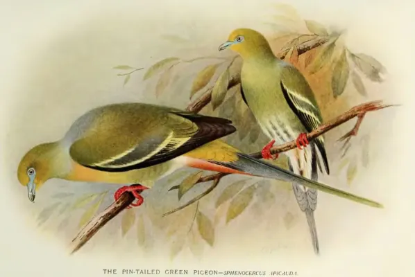 File:TreronApicauda.jpg