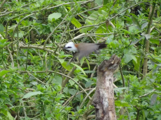 File:White-crested Laughingthrush - Garrulax leucolophus - DSC01076.jpg