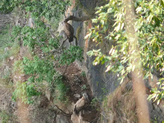 File:Himalayan Griffon (Himalayan Vulture) - Gyps himalayensis - P1040546.jpg