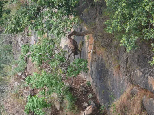 File:Himalayan Griffon (Himalayan Vulture) - Gyps himalayensis - P1040549.jpg