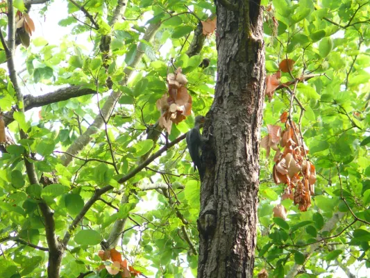 File:Great Slaty Woodpecker - Mulleripicus pulverulentus - P1100509.jpg