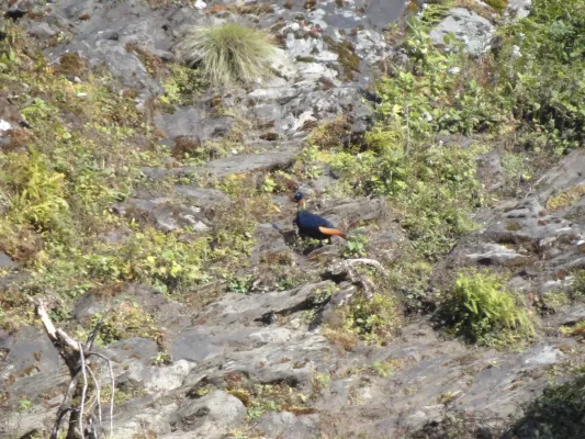 File:Himalayan Monal - Lophophorus impejanus - DSC09725.jpg