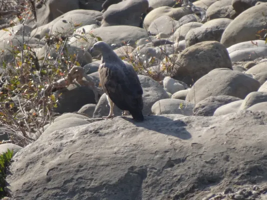 File:Lesser Fish Eagle - Icthyophaga humilis - DSC04900.jpg