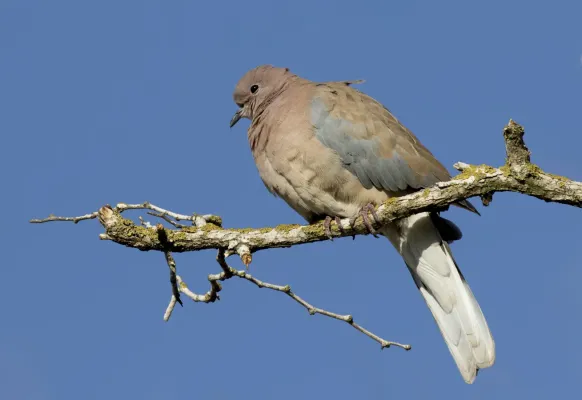 File:Spilopelia senegalensis - Laughing Dove, Adana 2016-12-10 01-2.jpg