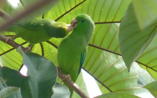 File:Forpus passerinus -Venezuela-8.jpg