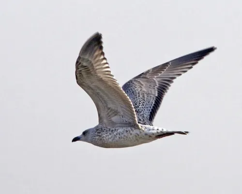 File:Larus vegae.jpg