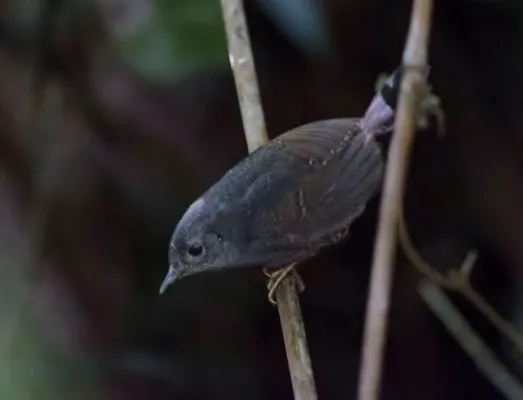File:Scytalopus diamantinensis - Diamantina tapaculo.jpg