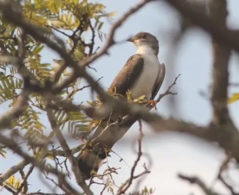 File:Pachycoccyx audeberti, Gorongosa, Sofala, Birding Weto, a.jpg