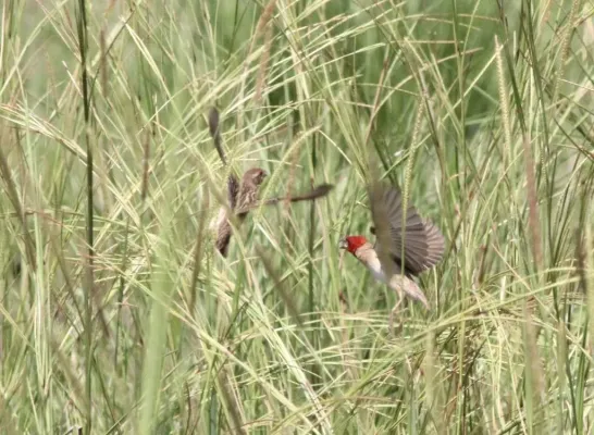File:Quelea erythrops, Rio Savanne, Birding Weto, a.jpg