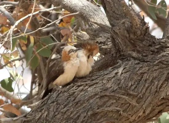 File:Turdoides gymnogenys, Epupa-Kamanjab pad, Birding Weto, a.jpg