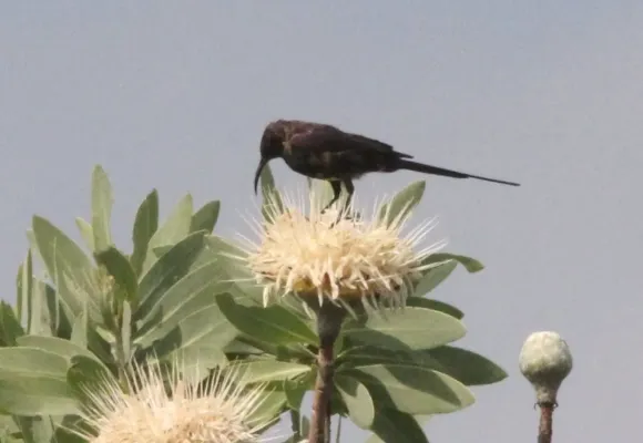 File:Nectarinia bocagii, mannetjie, Kwandorivier, Birding Weto, a.jpg