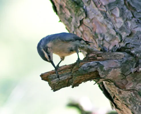 File:Pica-soques cors (Sitta whiteheadi) (cropped).jpg