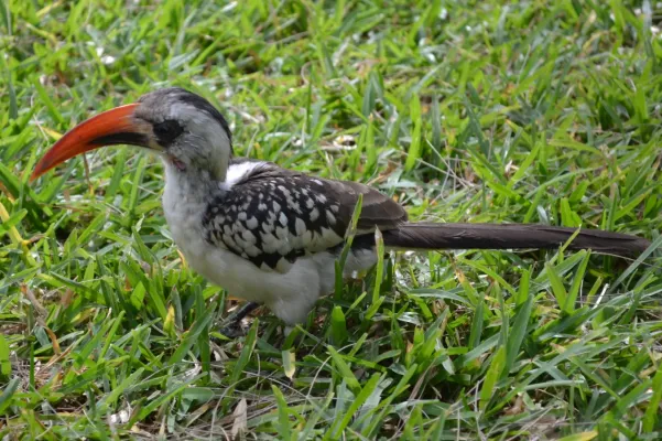 File:Tockus kempi, Kololi, Gambia (5299).jpg