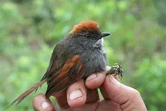 File:Azaras Spinetail (Synallaxis azarae infumata) held in hand.jpg