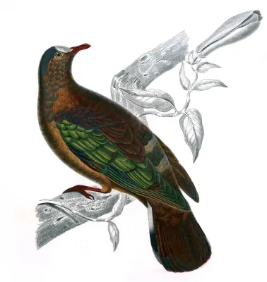 File:Chalcophaps stephani Jazerand.jpg