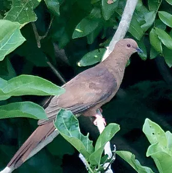 File:MacKinlay’s Cuckoo-Dove (Macropygia mackinlayi) (15716376852) (cropped).jpg