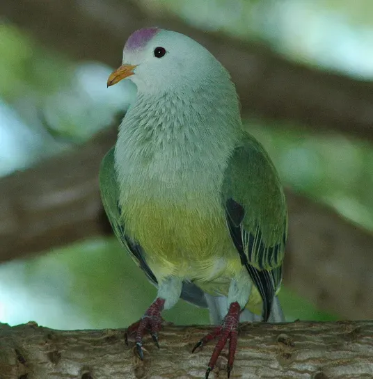 File:Atoll Fruit-dove (Ptilinopus coralensis) (cropped).jpg