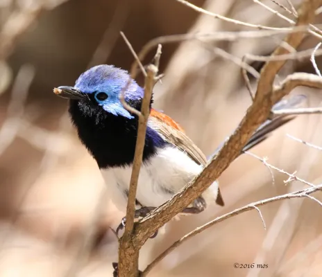 File:Blue-breasted Fairy-wren (Malurus pulcherrimus) of Kings Park, Perth Western Australia.jpg