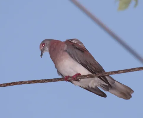File:Pale-vented Pigeon (Patagioenas cayennensis) (4089364533) (cropped).jpg
