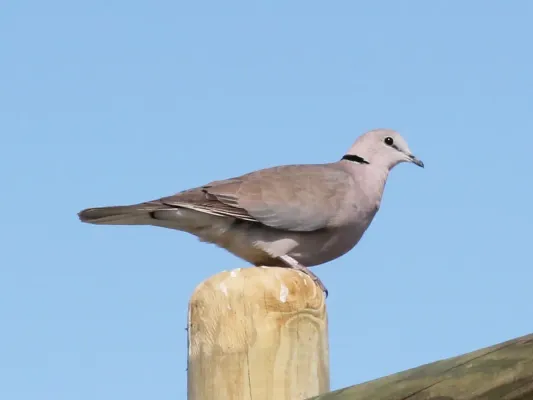 File:Cape Turtle Dove Streptopelia capicola 2012 12 02 9492s (cropped).JPG