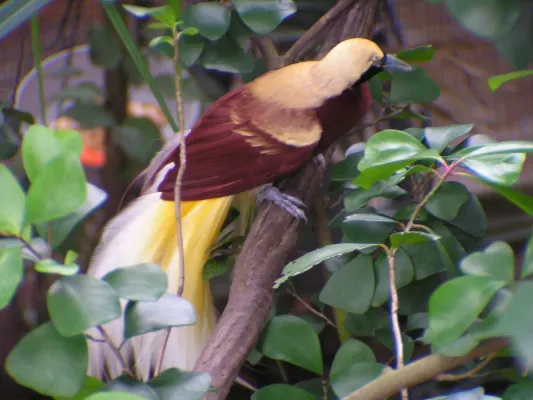 File:Paradisaea minor (Lesser Bird of Paradise).jpg
