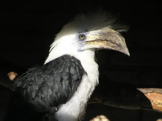 File:Berenicornis comatus (female)-captivity-8.jpg