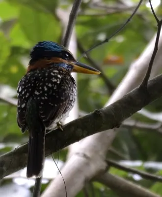 File:Spotted kingfisher (Actenoides lindsayi) (7184497862) (cropped).jpg