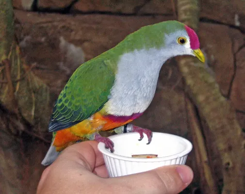 File:Ptilinopus pulchellus -Discovery Cove -Orlando-8.jpg