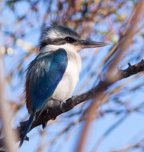 File:Red-backed Kingfisher (Todiramphus pyrrhopygius) (8079616483) (cropped).jpg