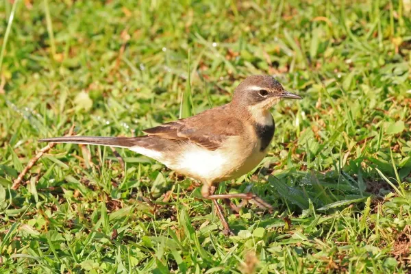 File:Cape wagtail (Motacilla capensis).jpg