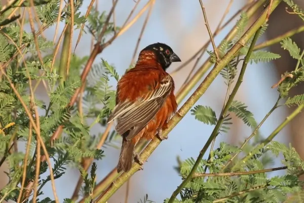 File:Chestnut weaver (Ploceus rubiginosus) male.jpg