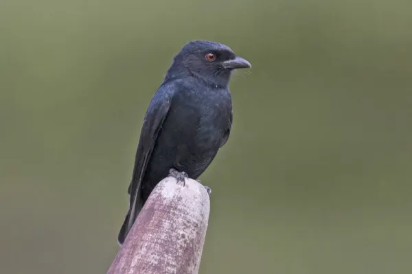 File:Common drongo (Dicrurus adsimilis fugax).jpg