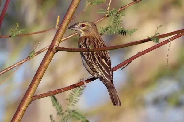 File:Chestnut weaver (Ploceus rubiginosus) female.jpg